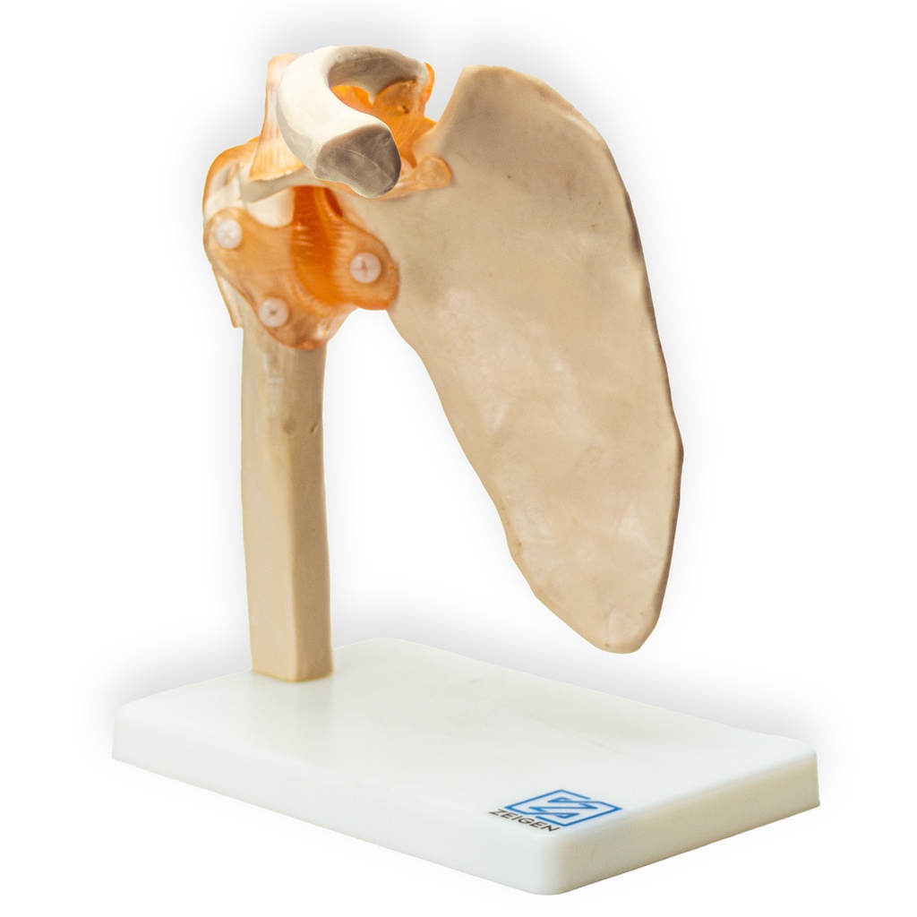 Articulación del hombro