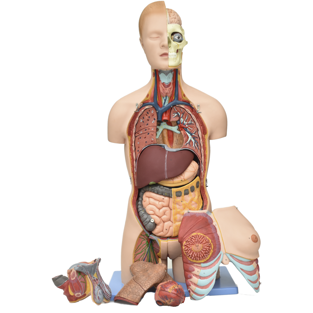 Torso con músculos bisexual