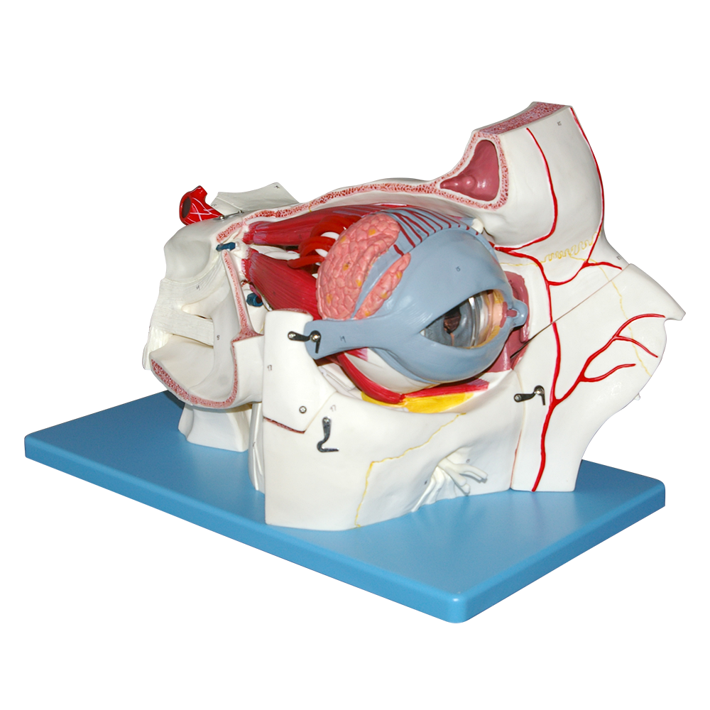 Globo ocular y órbita con vasos y nervios