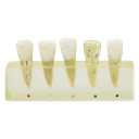 Modelo clínico de endodoncia