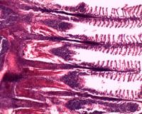 Preparación microscópica de branquia