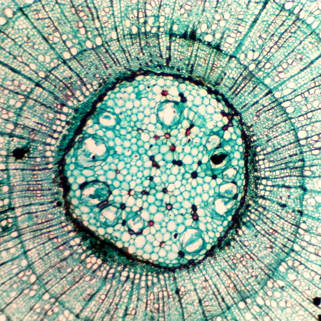 Preparación microscópica de tallo maduro de tilio (tipo de árbol)