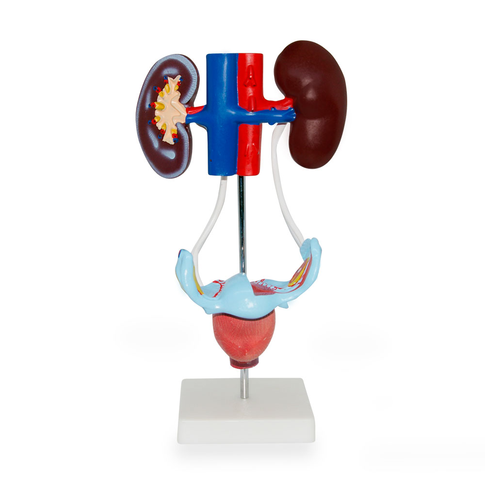 Aparato urinario femenino autoestable