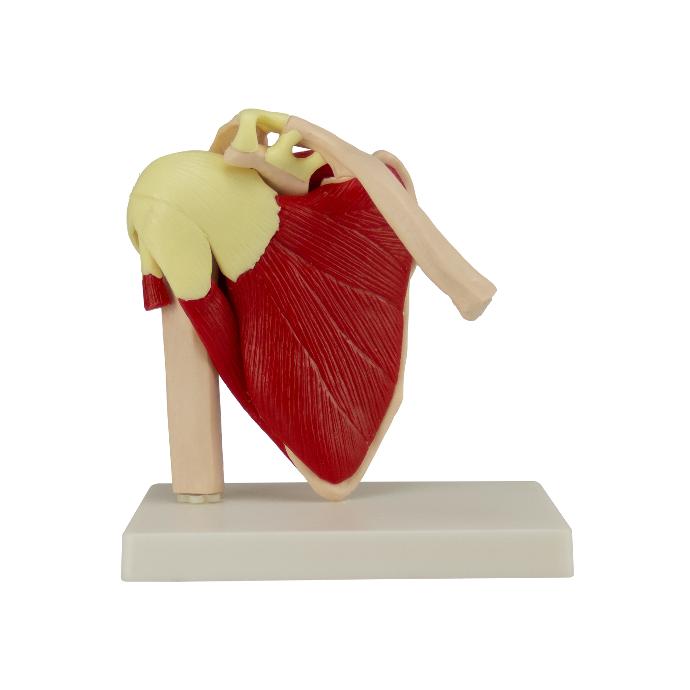 Articulación de hombro con músculos