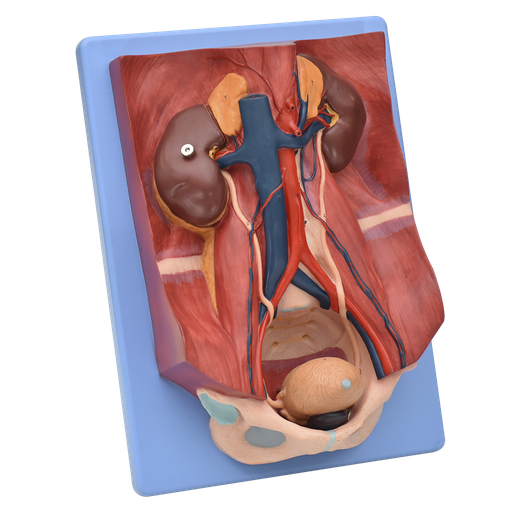 [SIS-URO-TAB] Modelo anatómico del sistema urinario