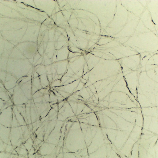 [PR-129] Tallo de algodón