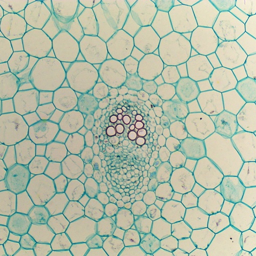 [PR-112] Preparación microscópica de tallo joven de ranunculus (tipo de flor)