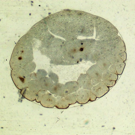 [PR-020] Preparación microscópica de división de huevo de rana