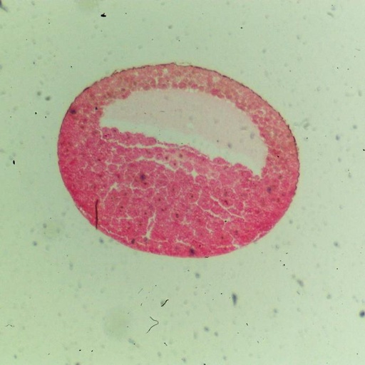 [PR-021] Preparación microscópica de blástula de rana