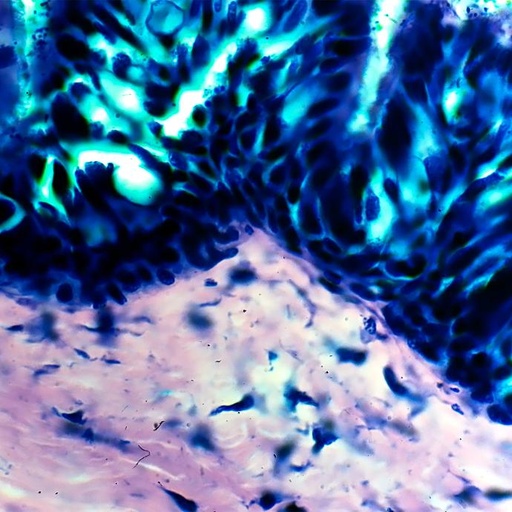 [PR-059] Preparación microscópica de epitelio ciliado