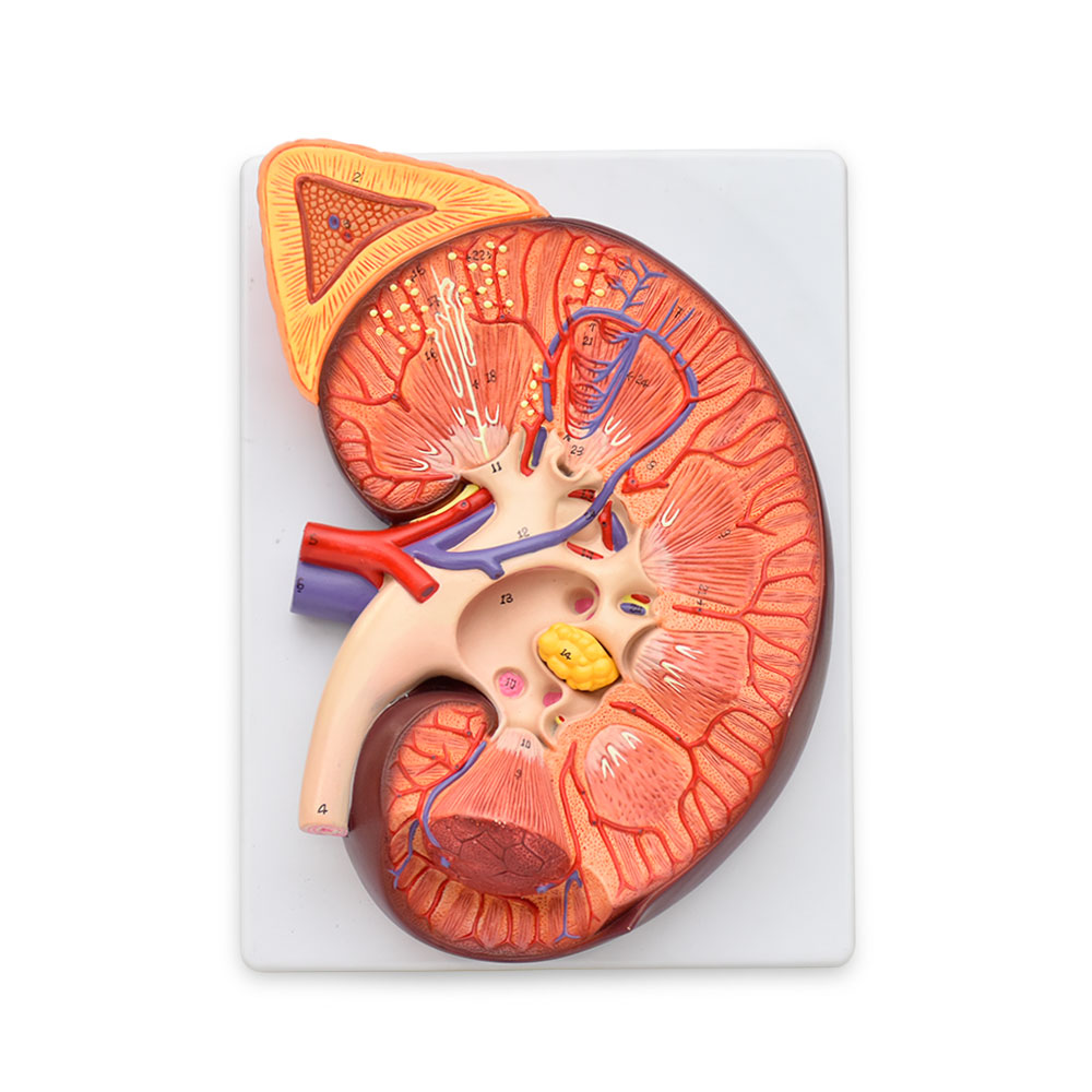 KIDNEY.jpg