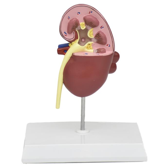 KIDNEY-ENF.jpg