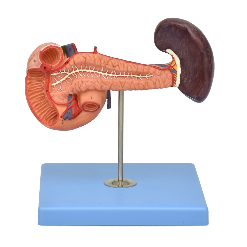 PANCREAS_2.jpg