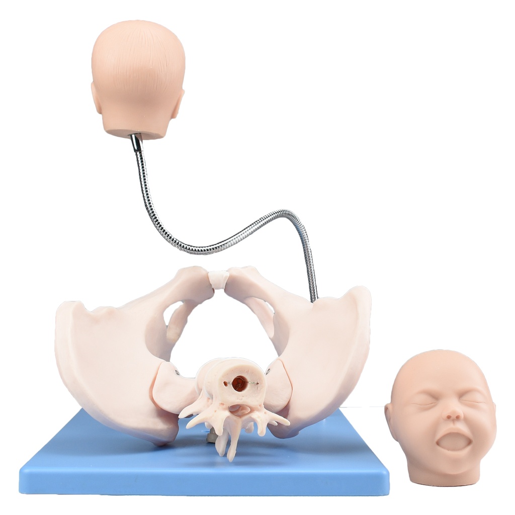 PARTO-PELVIS 4.jpg