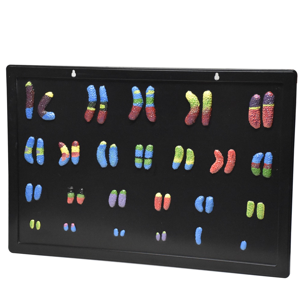 Modelo de cromosoma humano
