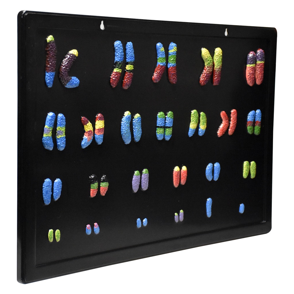 Modelo de cromosoma humano