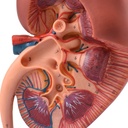 Sección de riñón con glándula suprarrenal