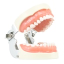 Tipodonto con 32 dientes removibles
