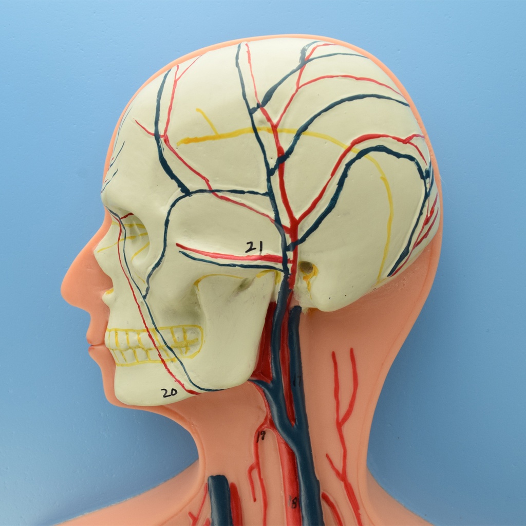 Sistema circulatorio humano