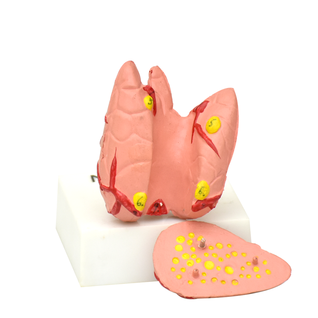 Modelo anatomico de Glándula tiroides