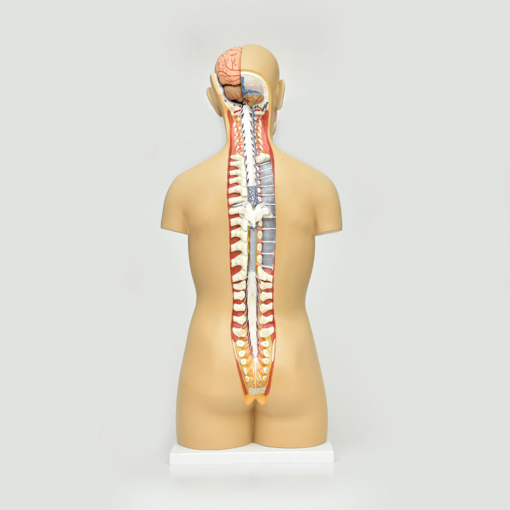 Torso bisexual