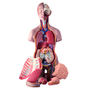 Modelo anatómico de torso bisexual