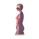 Modelo anatómico de torso bisexual