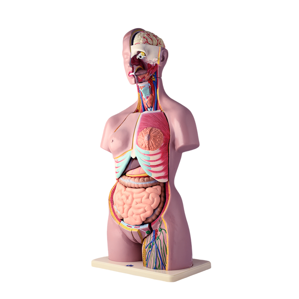 Modelo anatómico de torso bisexual