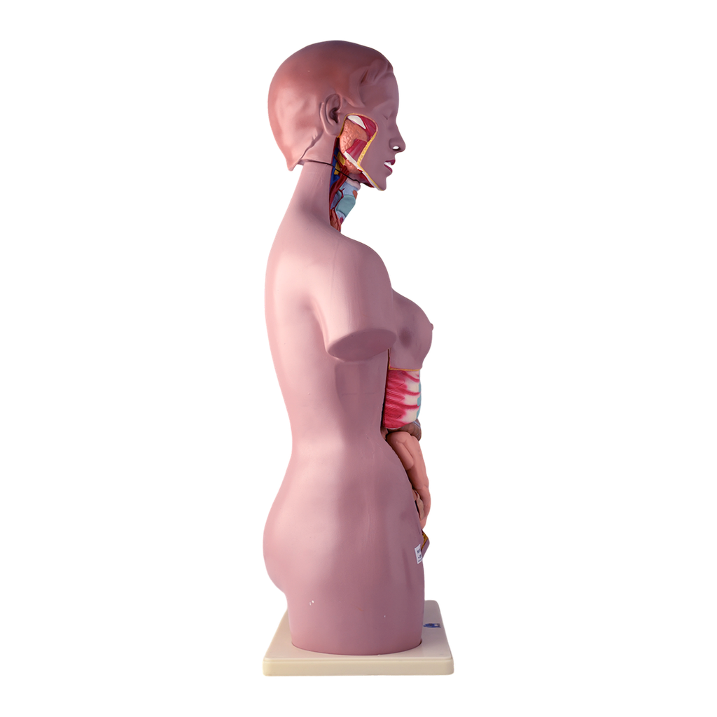 Modelo anatómico de torso bisexual