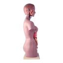 Modelo anatómico de torso bisexual