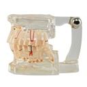 dientes 2.jpg