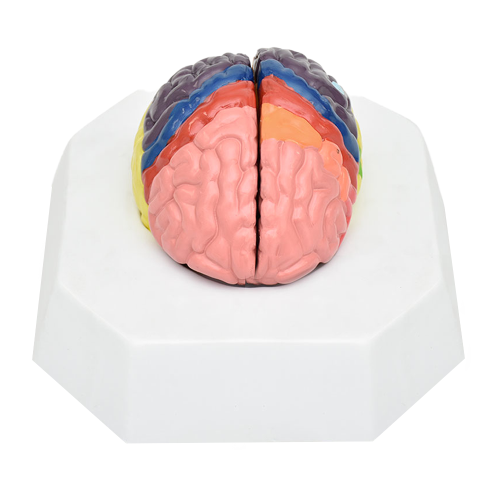 Cerebro de localización de funciones cerebrales por colores