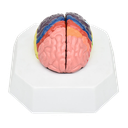Cerebro de localización de funciones cerebrales por colores