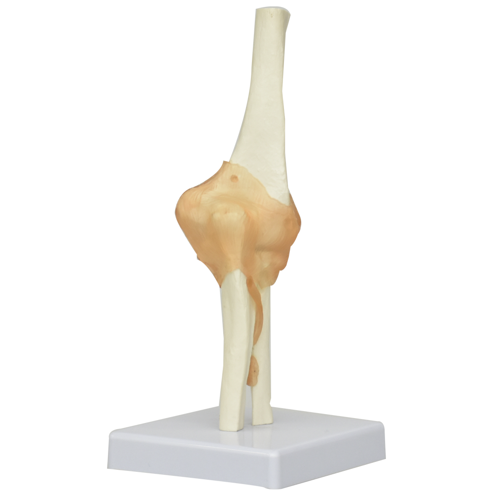 Articulación del codo