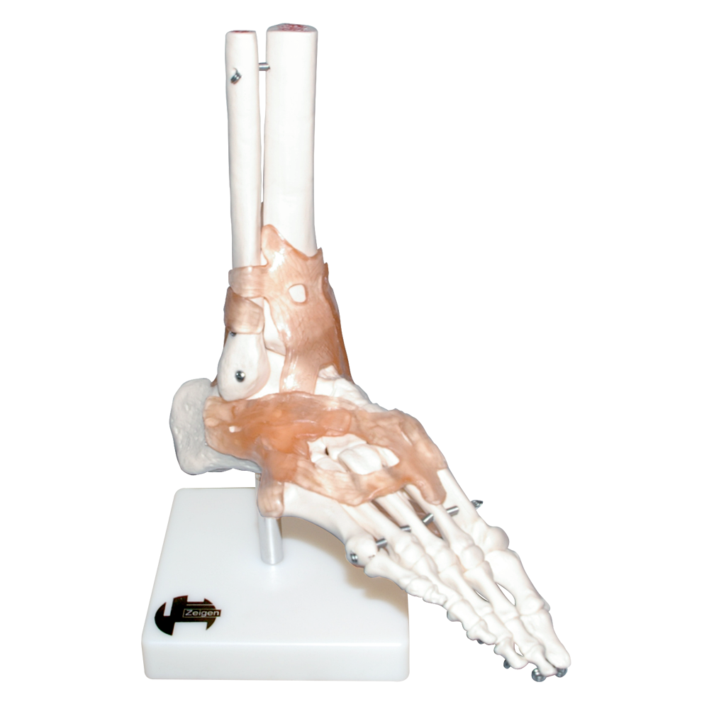 Articulación del pie