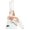 Articulación del pie