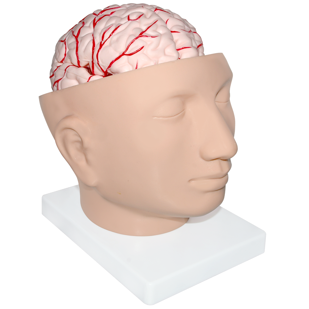 Cabeza gigante con cerebro