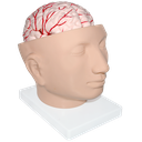 Cabeza gigante con cerebro
