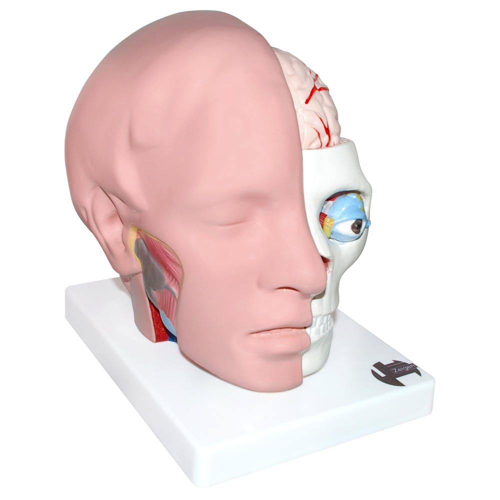 Cabeza natural con medio cerebro