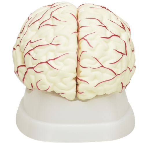 Cerebro blanco con arterias