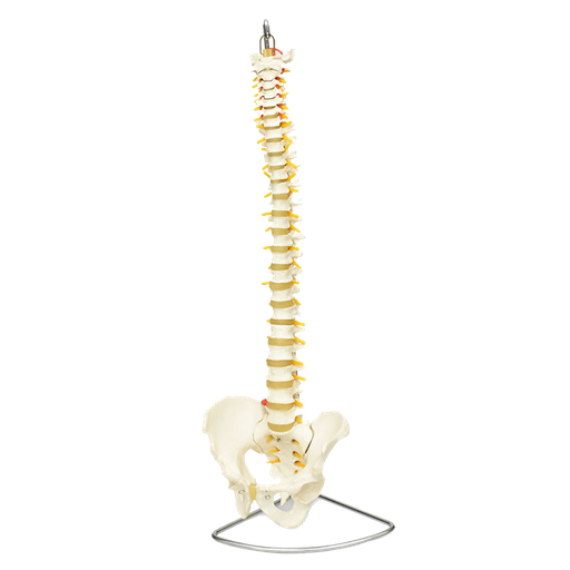 Columna vertebral flexible
