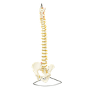 Columna vertebral flexible