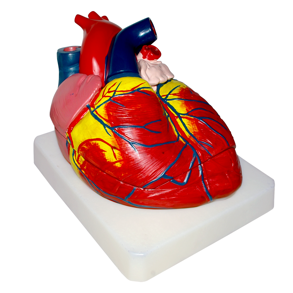 Modelo anatómico de corazón gigante