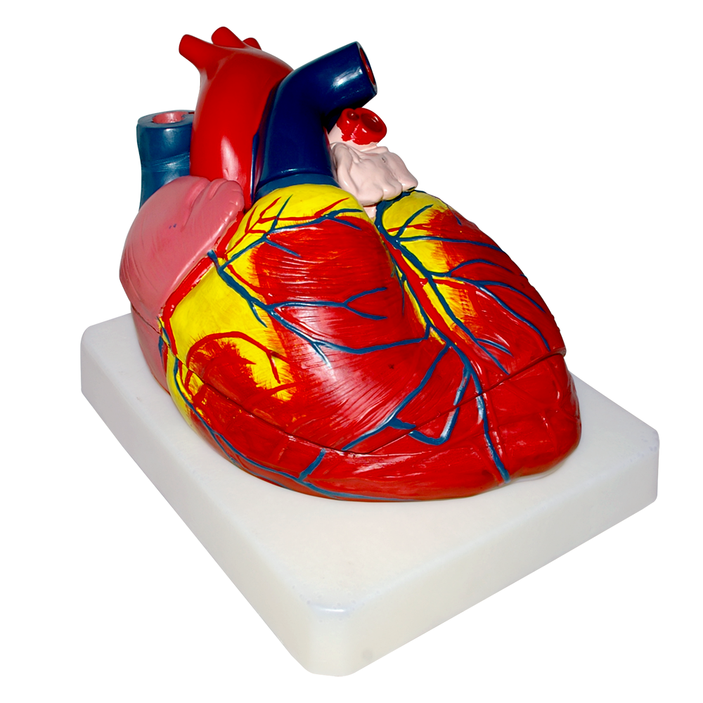 Modelo anatomico de corazon gigante