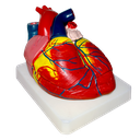 Modelo anatómico de corazón gigante