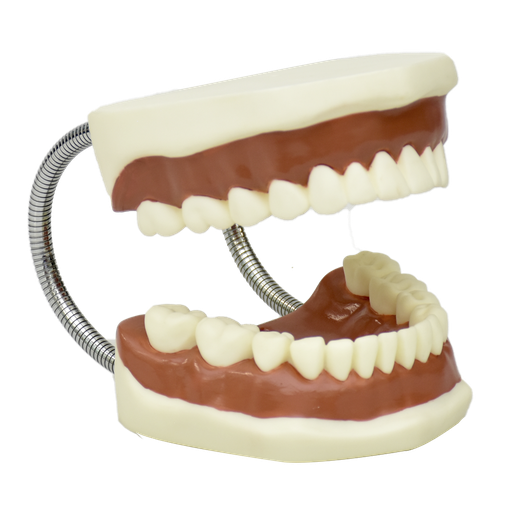 Modelo de dentadura mediana flexible