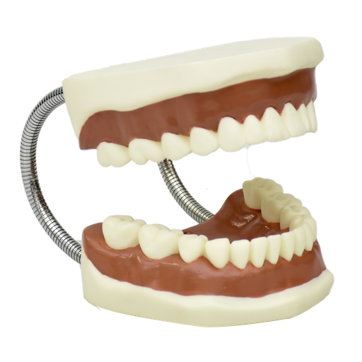 Tipodonto flexible grande