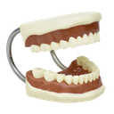 Modelo de dentadura mediana flexible