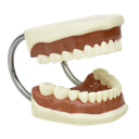Tipodonto flexible grande