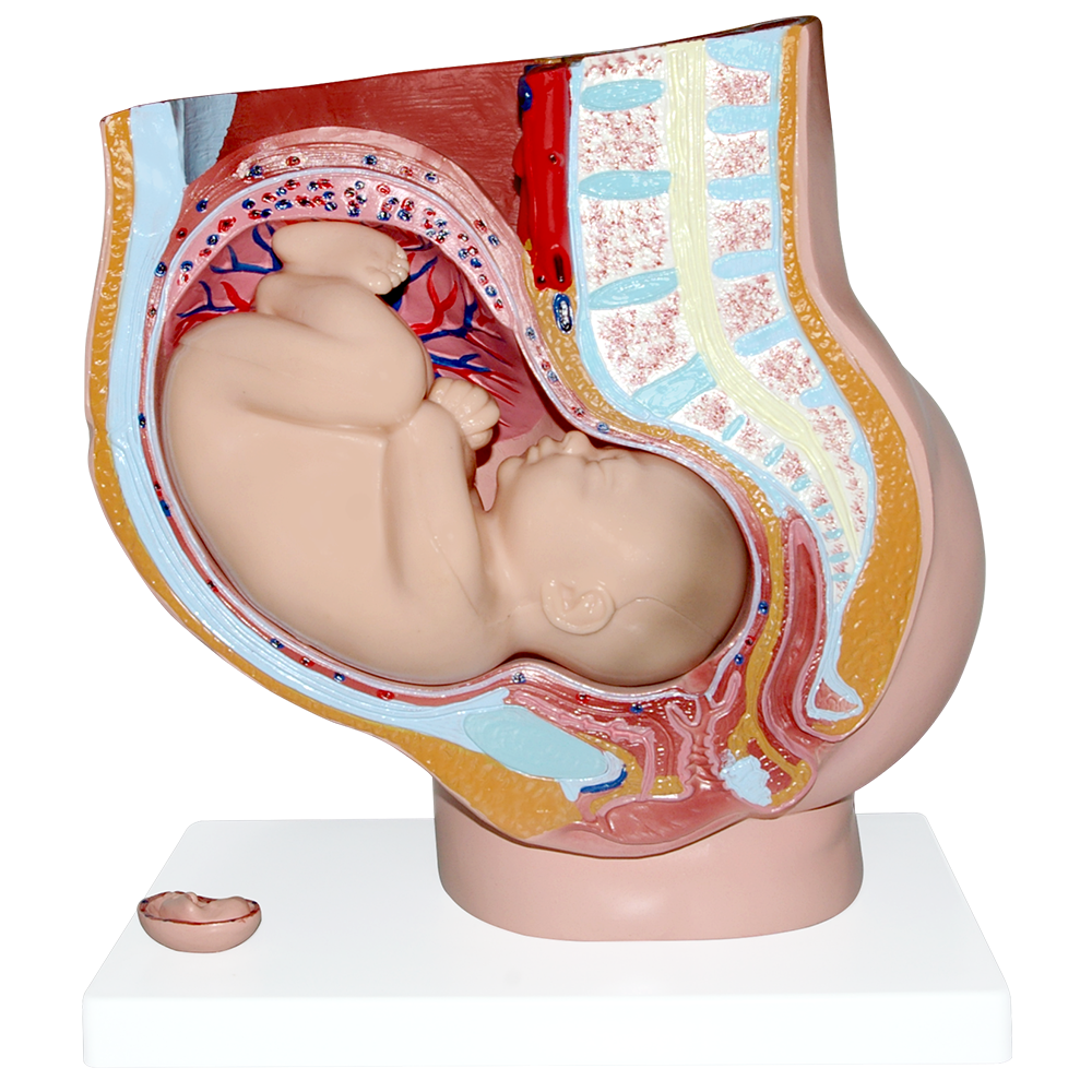 Pelvis de embarazo con feto